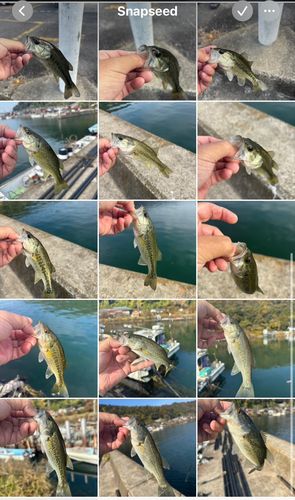 ブラックバスの釣果