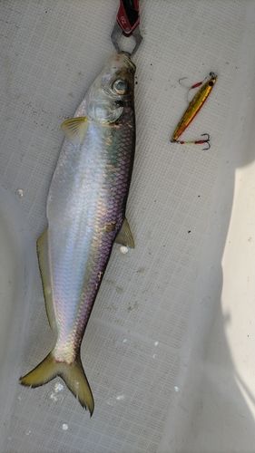 イセゴイの釣果