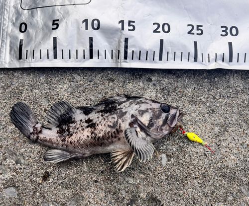 志海苔漁港（銭亀）