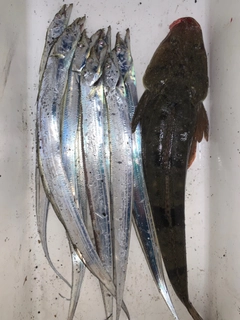 タチウオの釣果