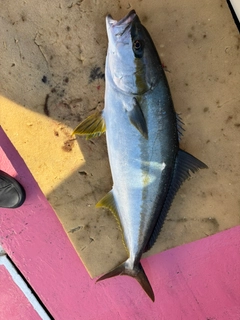 ヒラマサの釣果