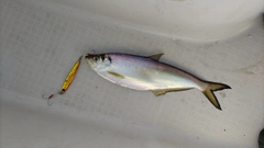 イセゴイの釣果