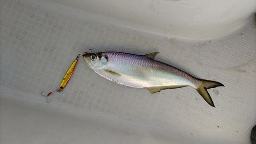 イセゴイの釣果