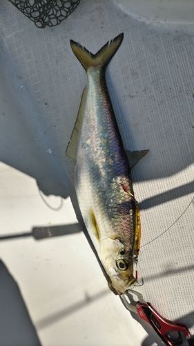 イセゴイの釣果