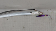 タチウオの釣果