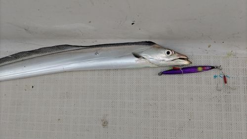 タチウオの釣果