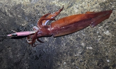 スルメイカの釣果