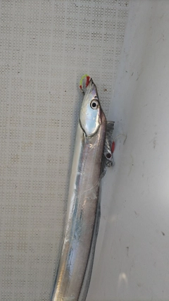 タチウオの釣果