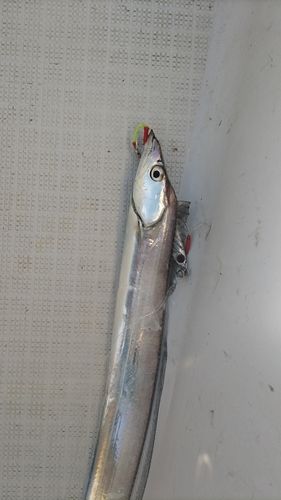 タチウオの釣果