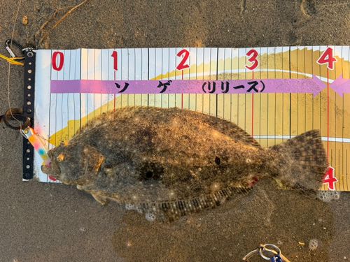 ヒラメの釣果