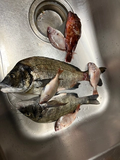 クロダイの釣果