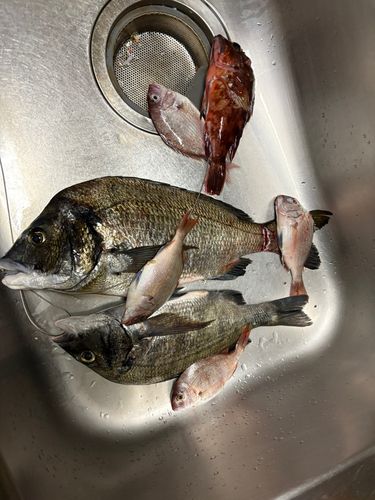 クロダイの釣果