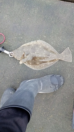 ヒラメの釣果