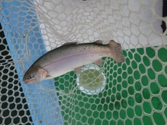 ニジマスの釣果