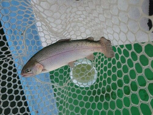 ニジマスの釣果