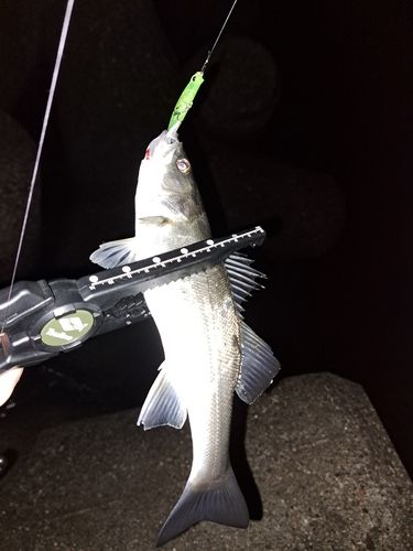 セイゴ（マルスズキ）の釣果