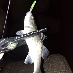 セイゴ（マルスズキ）