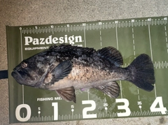 クロソイの釣果