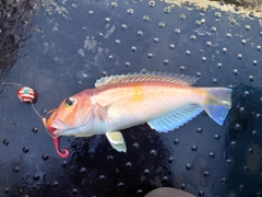 アカアマダイの釣果