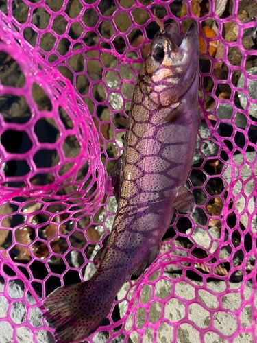 ニジマスの釣果