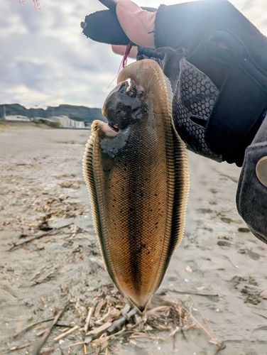 シタビラメの釣果