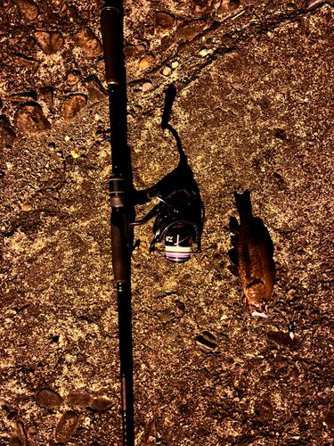 オオモンハタの釣果