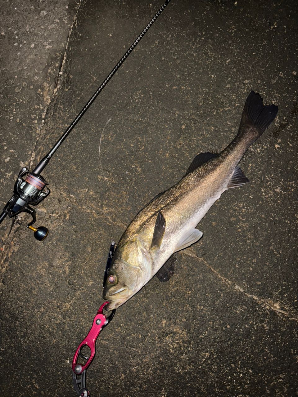 SHIMANO 22ステラ 4000MHGの最安値・インプレ・釣果 | 本音の口コミが