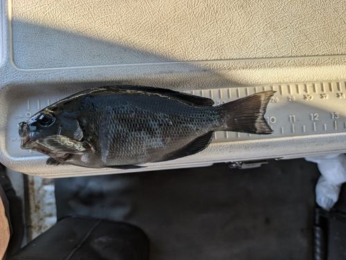 メジナの釣果