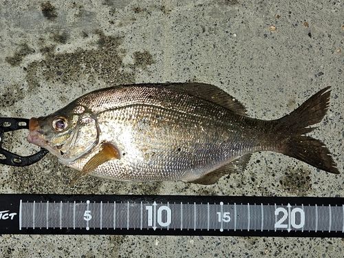 ウミタナゴの釣果