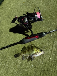 アカメバルの釣果