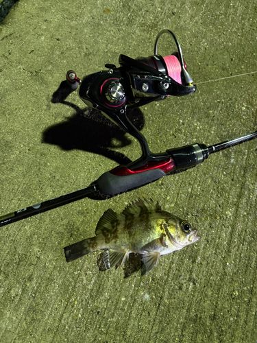 アカメバルの釣果