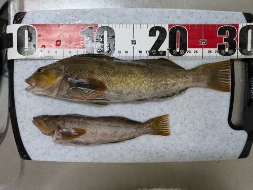 アイナメの釣果