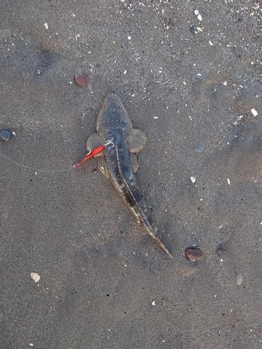 新舞子海岸（富津）