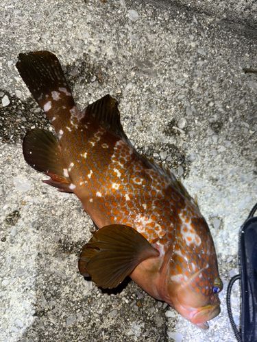 キジハタの釣果