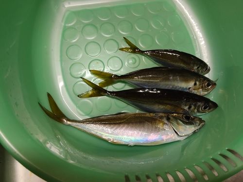 アジの釣果