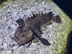 オニオコゼの釣果