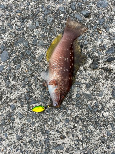 アカササノハベラの釣果