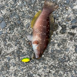 アカササノハベラ