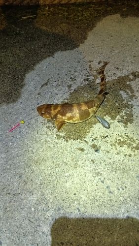 ナヌカザメの釣果