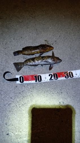 アブラコの釣果