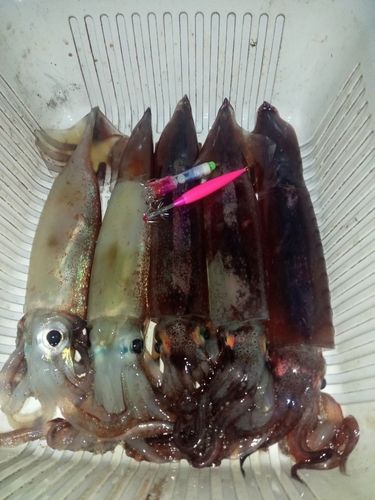 スルメイカの釣果