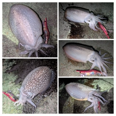 シリヤケイカの釣果