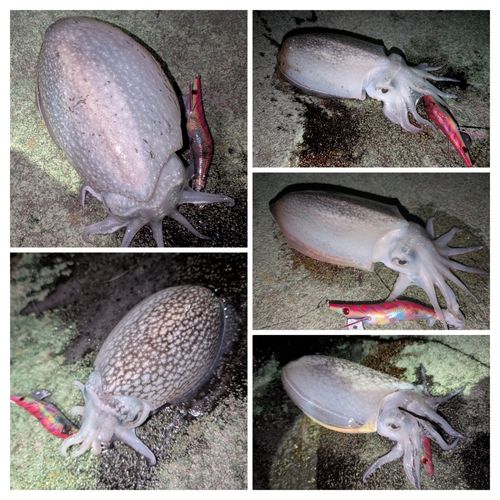 シリヤケイカの釣果