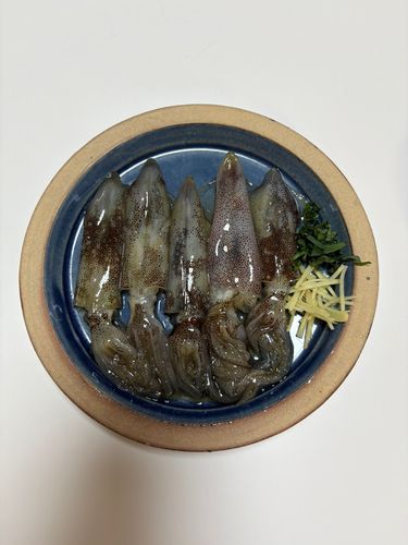 ヒイカの釣果