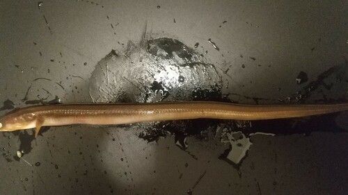 マアナゴの釣果