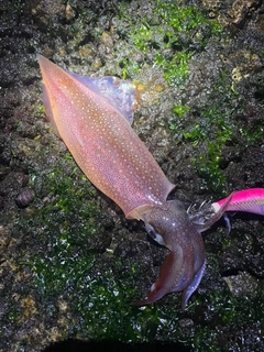 ヤリイカの釣果