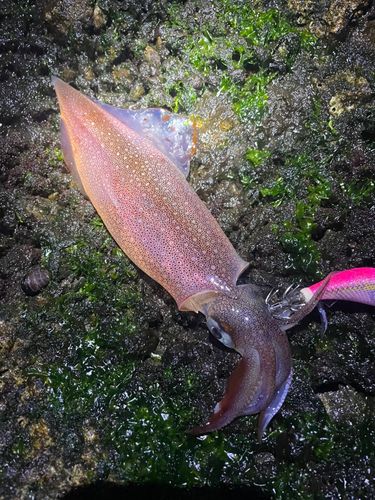 ヤリイカの釣果