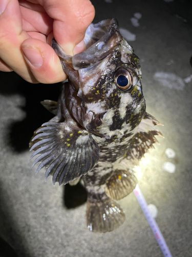 オウゴンムラソイの釣果