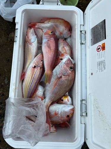 アマダイの釣果