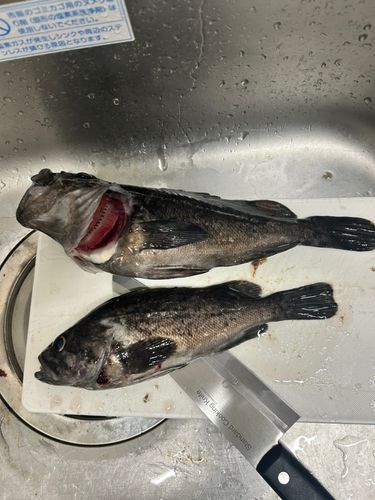 クロソイの釣果